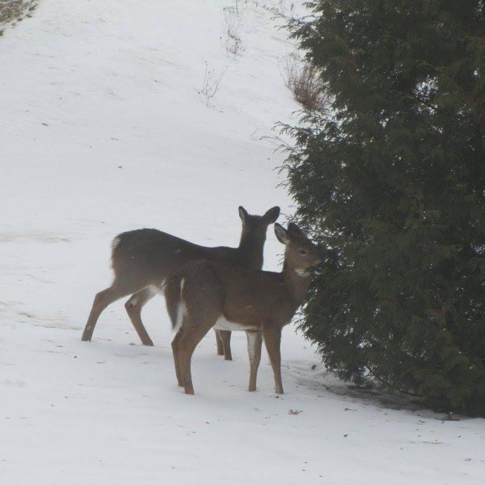Meet your Posher, Debbie